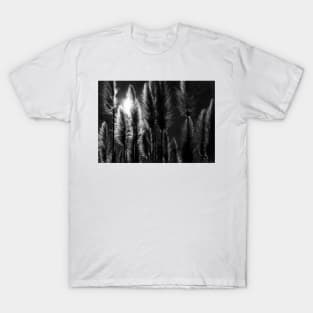 Pampas Grass with Back Light T-Shirt